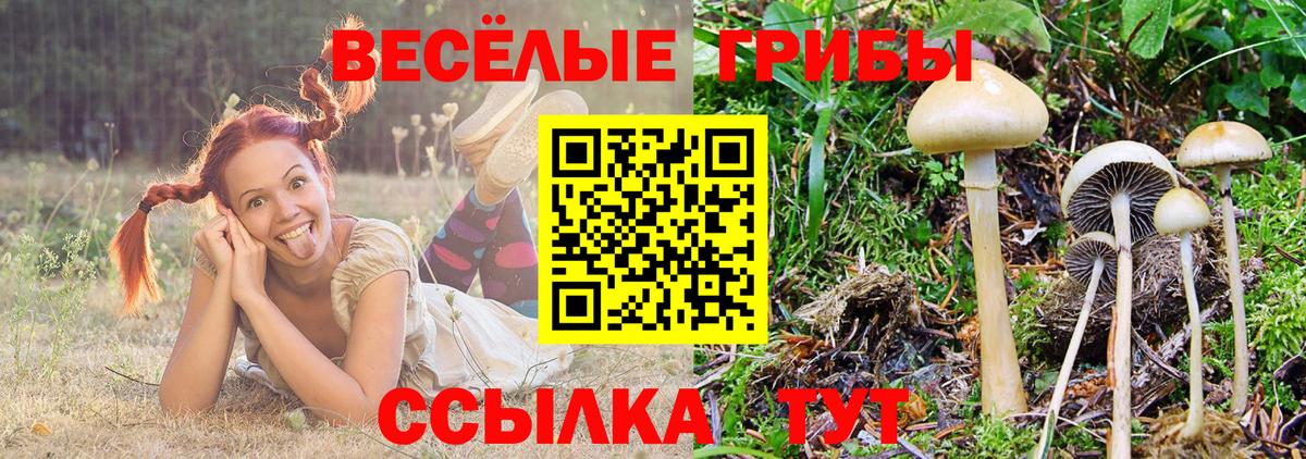 Советский  купить наркоту  Вход с VPN  Галлюциногенные грибы Psilocybe  Псилоцибиновые грибы Cubensis 
